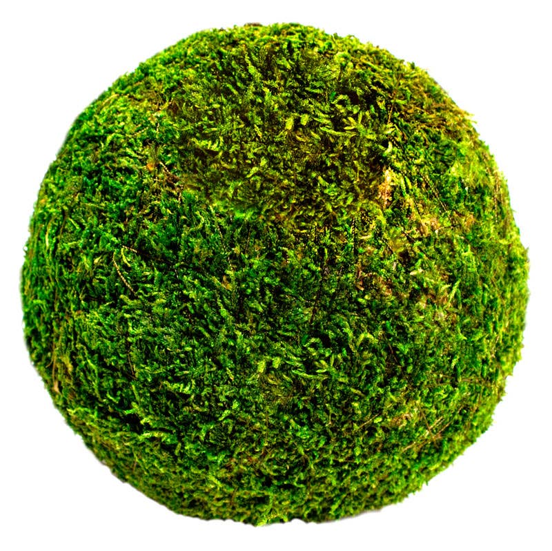 Moss Balls 6in Bulk 12