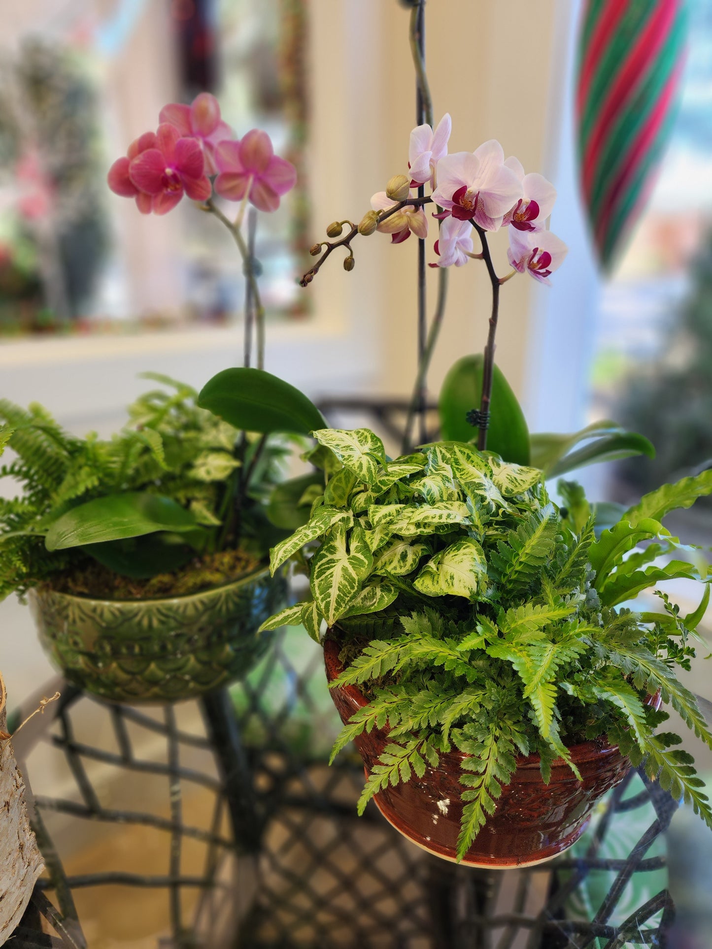 Flower and Plant Classes!