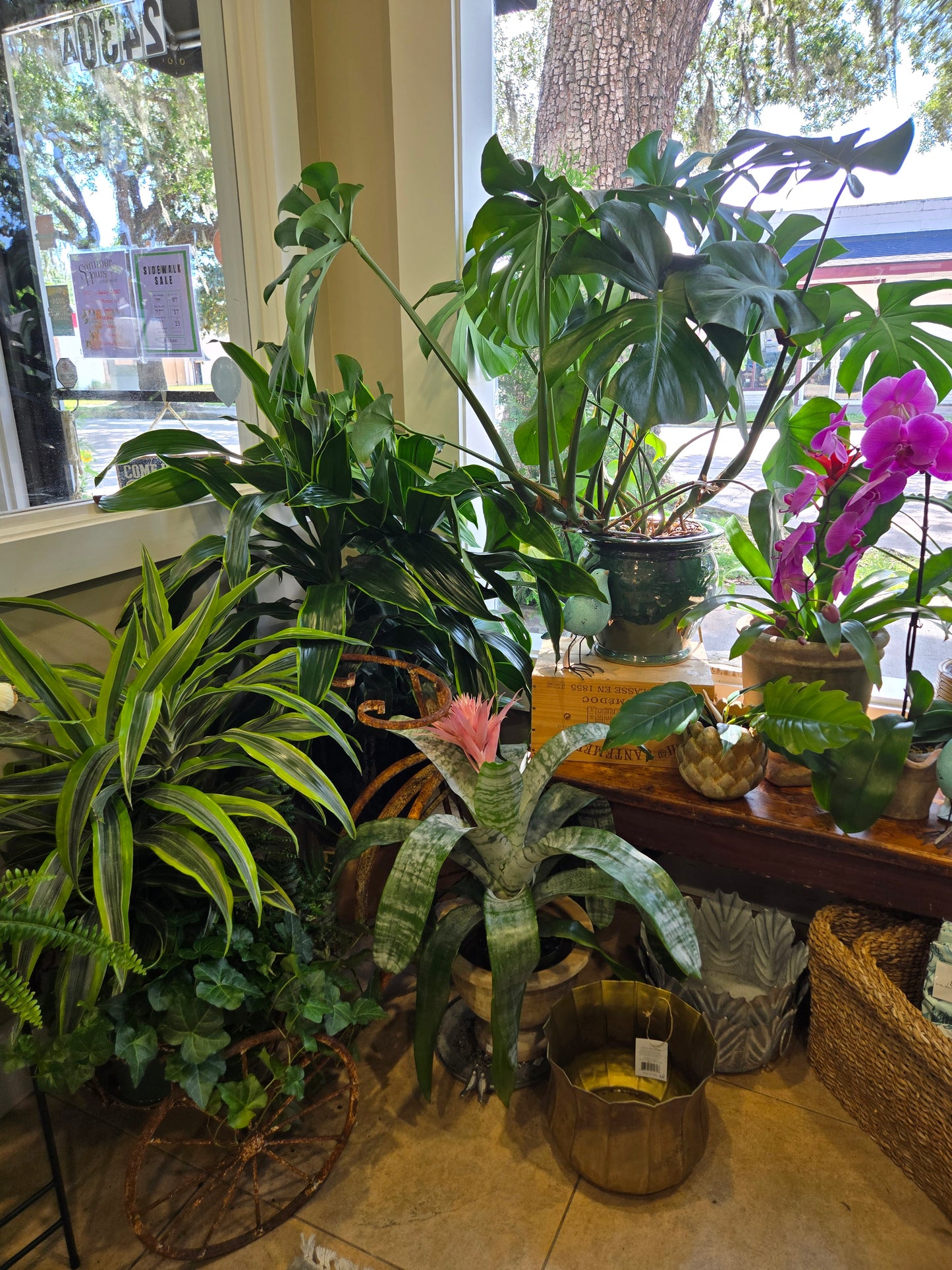 Everything Plants