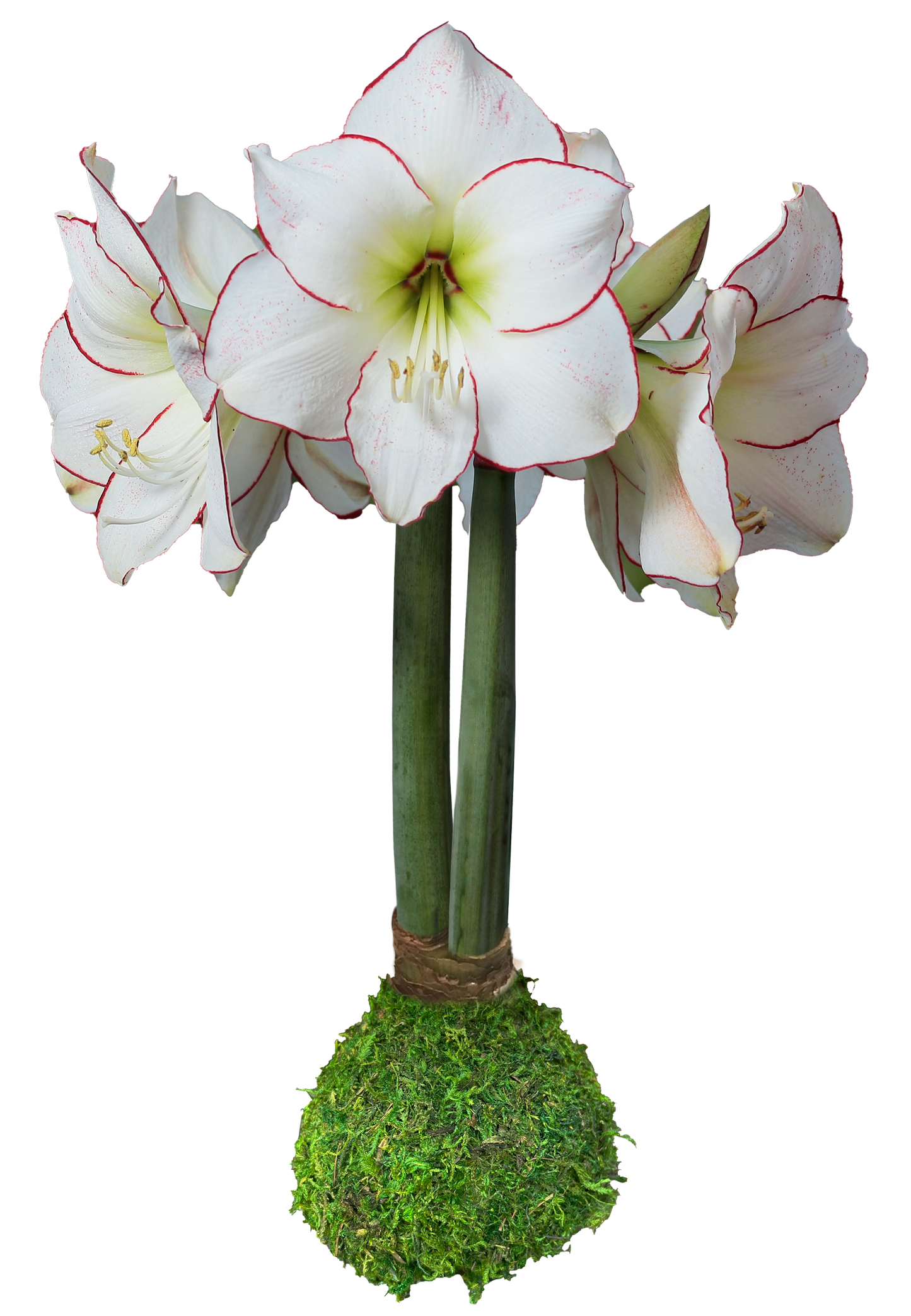 IN STOCK!! Picasso With Moss Base 32+ 18 Bulbs/Case