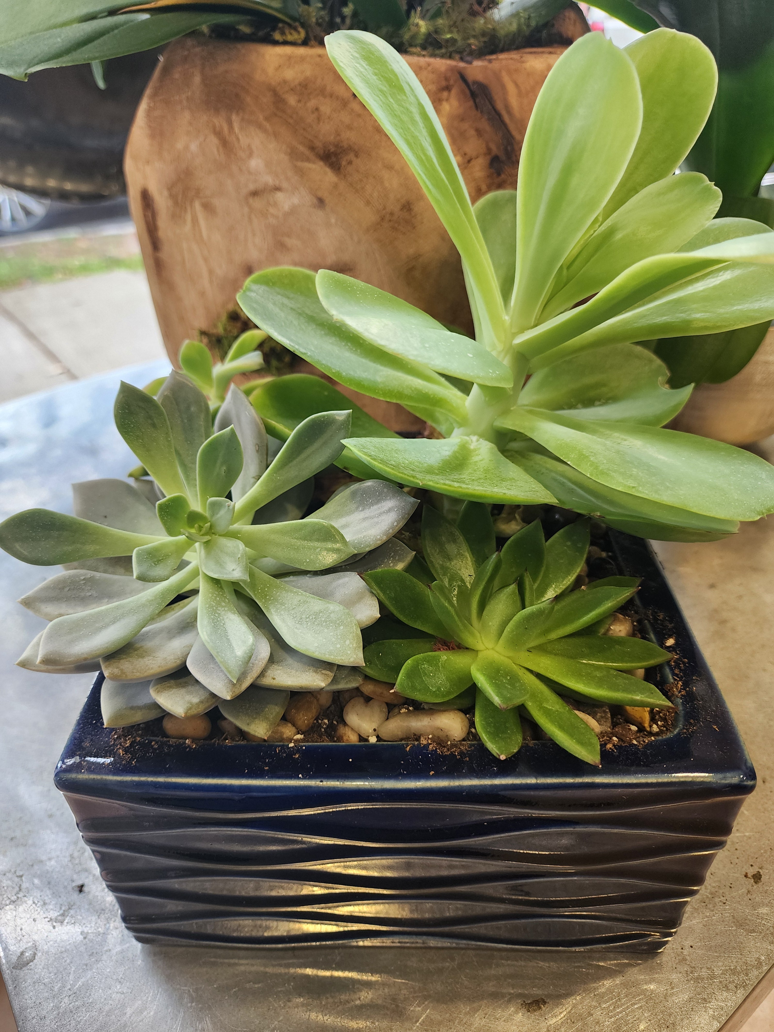 h&y succulent garden inc Succulent Garden w/Mini Orchid – John Davis Florist