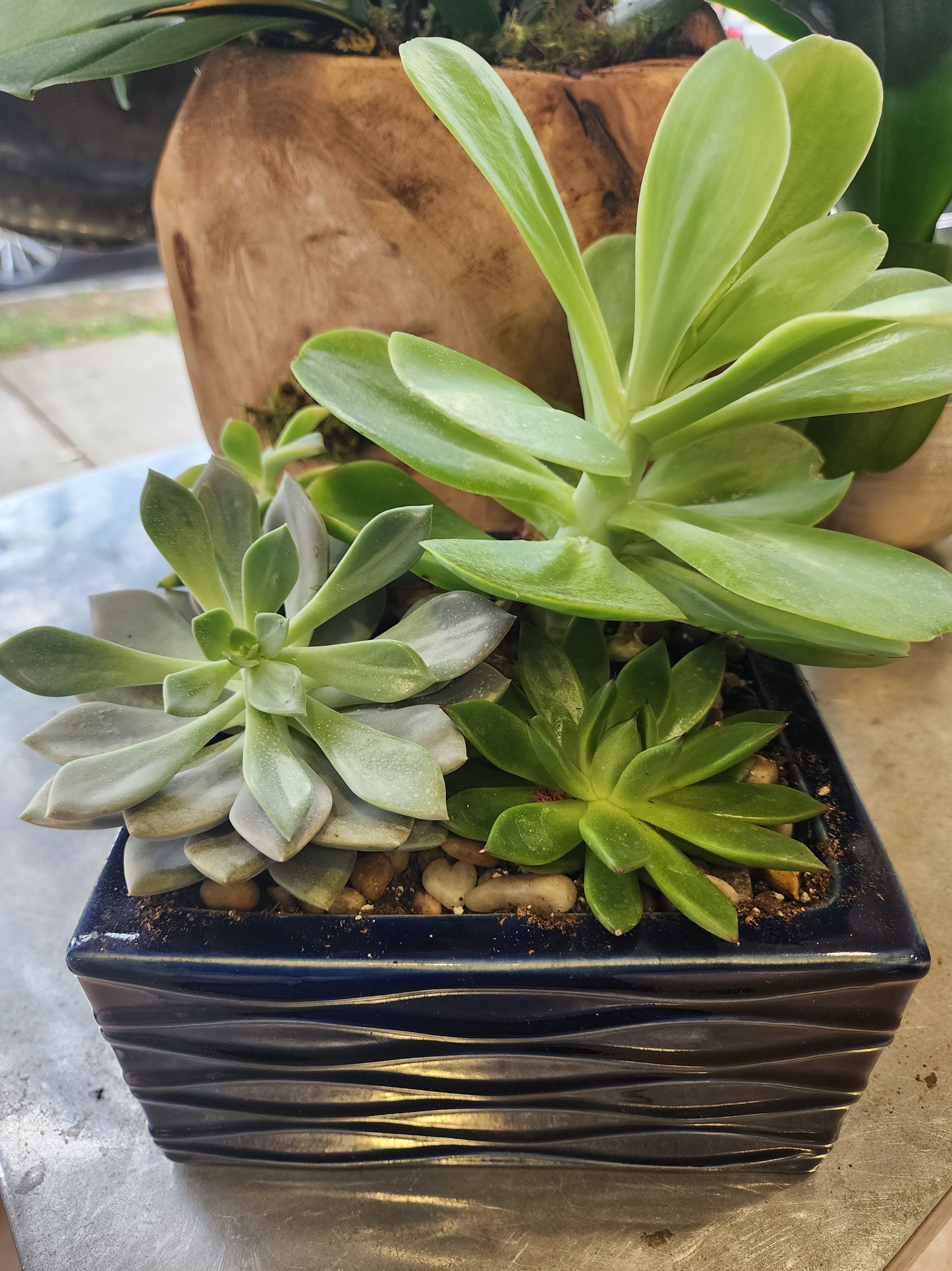 Succulent Garden w/Mini Orchid