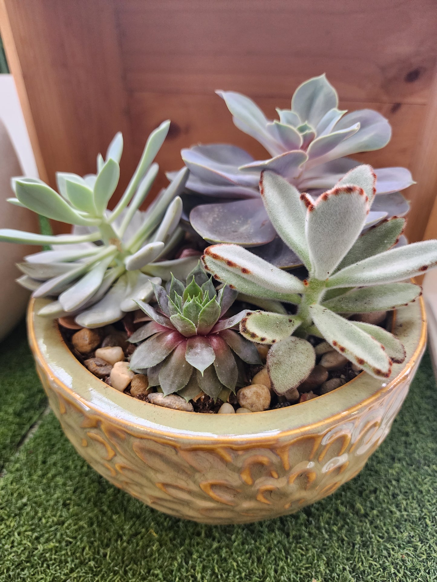 Succulent Garden w/Mini Orchid