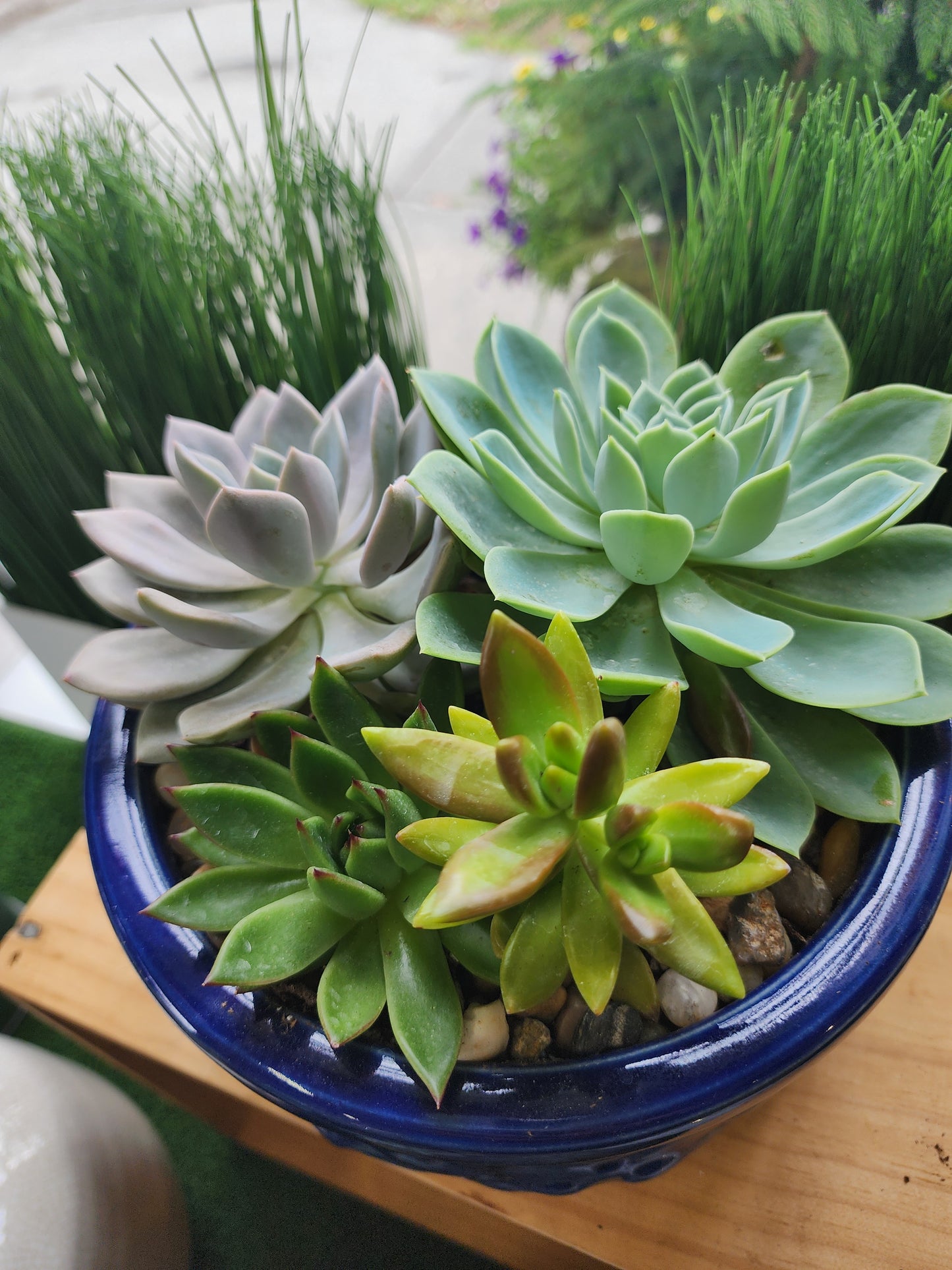 Succulent Garden w/Mini Orchid