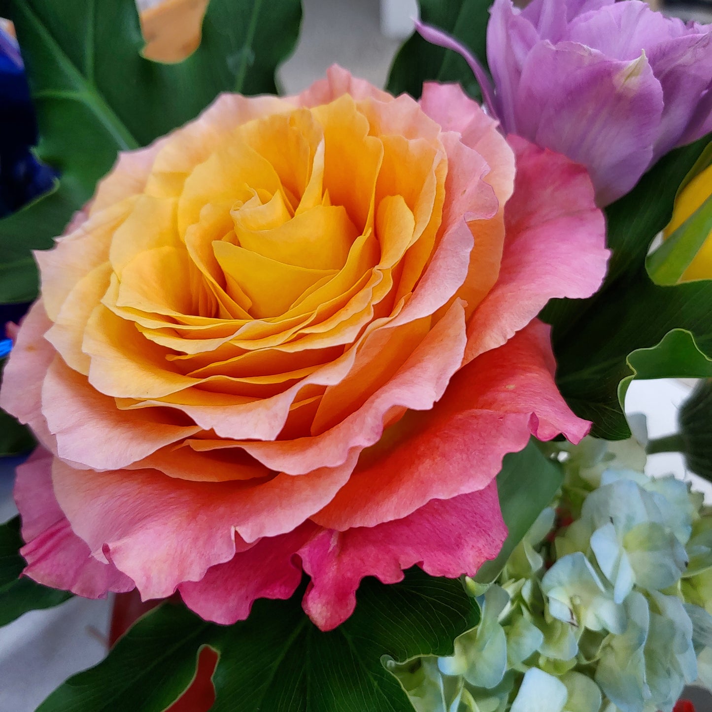 DOZEN Premium Red Roses or Mixed Color Premium Roses