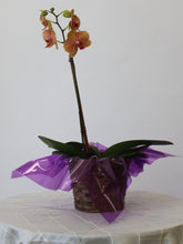 Load image into Gallery viewer, Single Orchid Basket