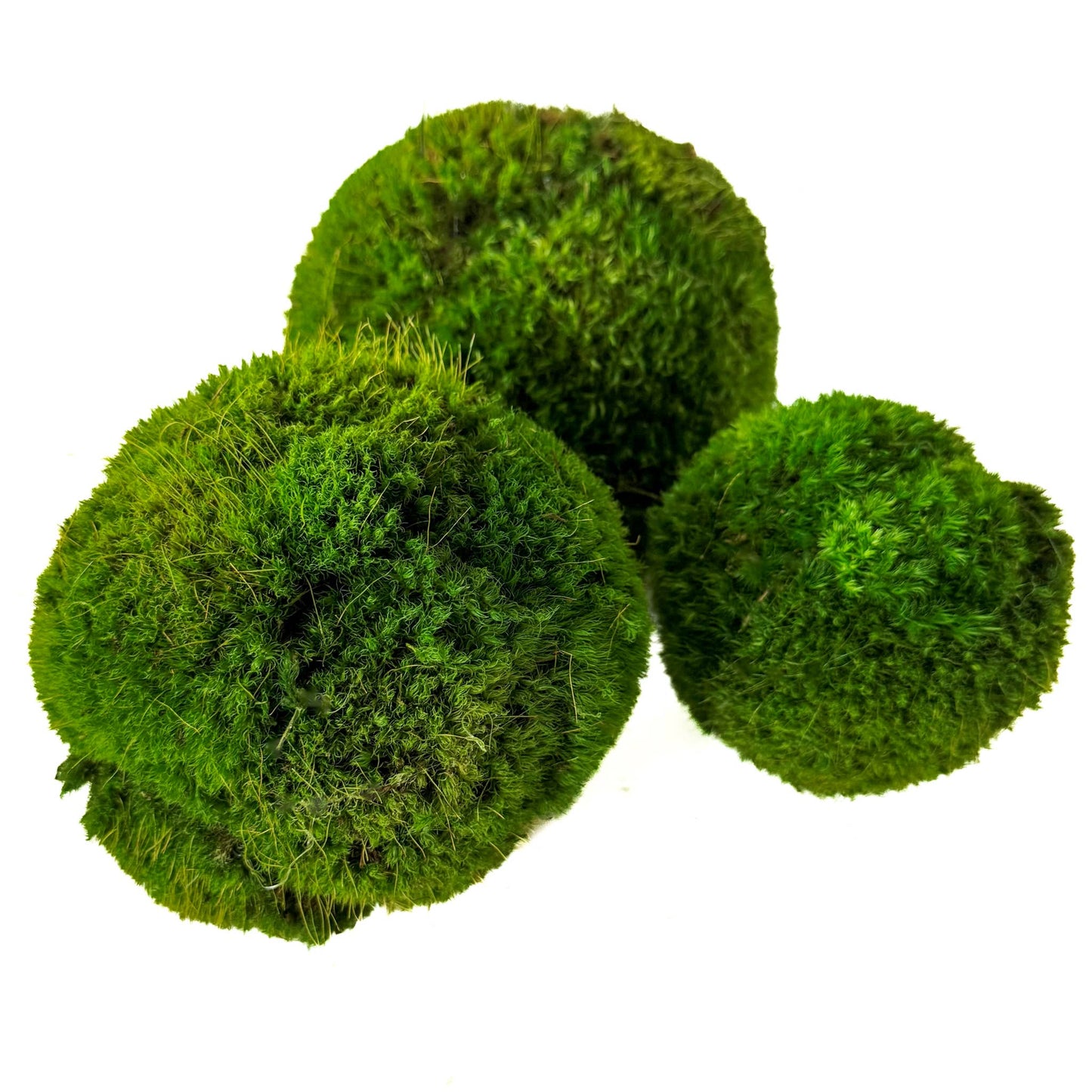 Preserved Moss Ball Set – 12pc Assortment | Display-Ready