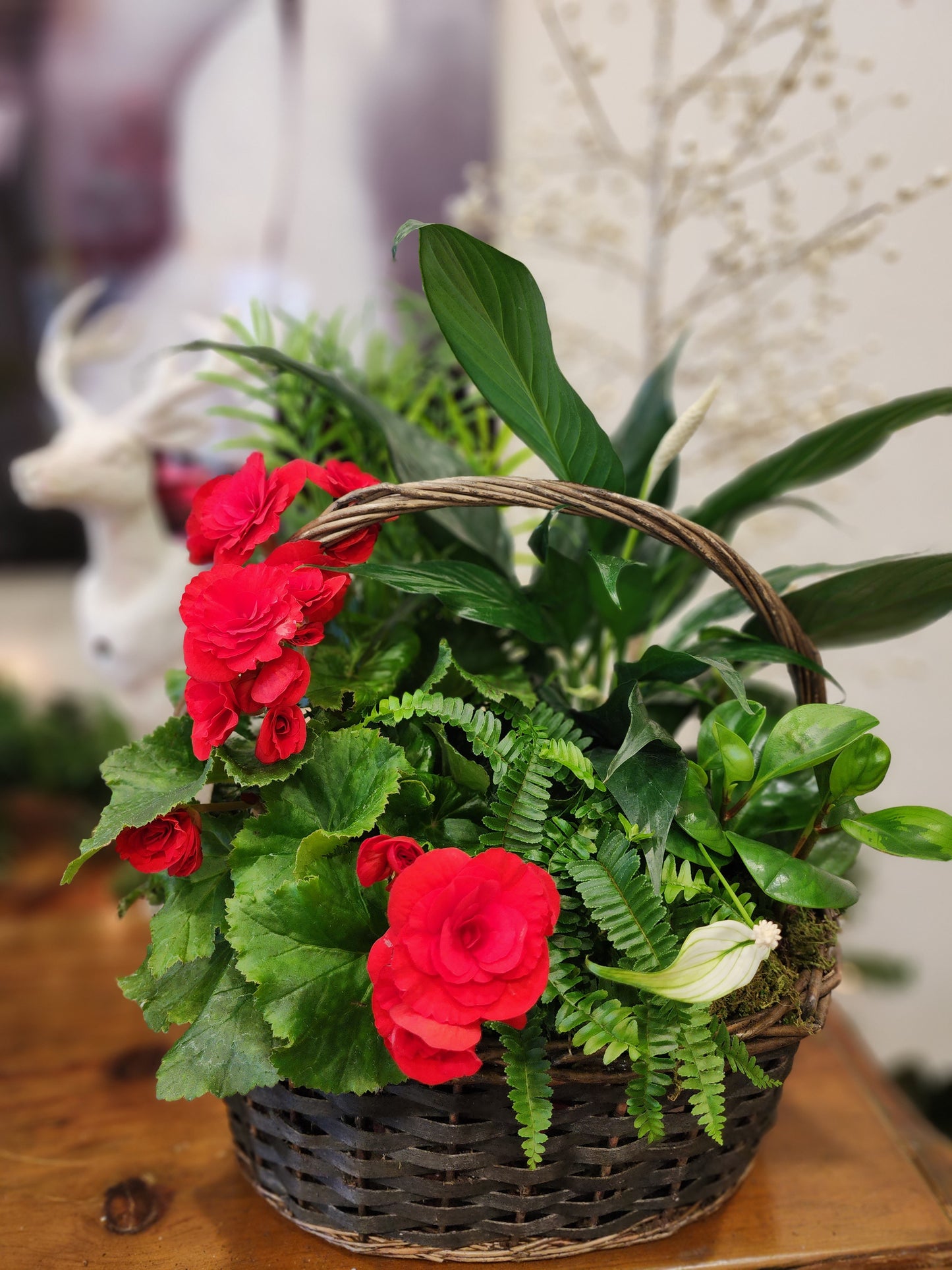 Everything Plants