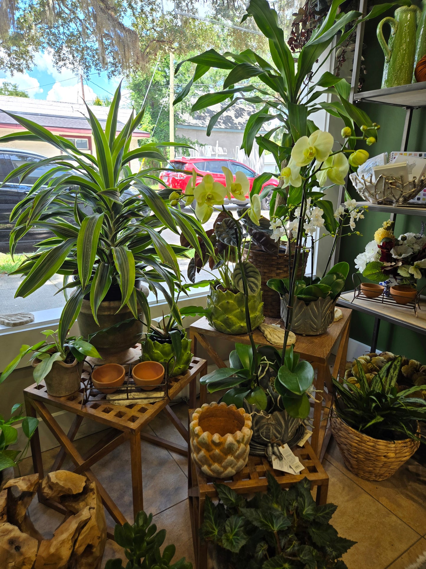Everything Plants