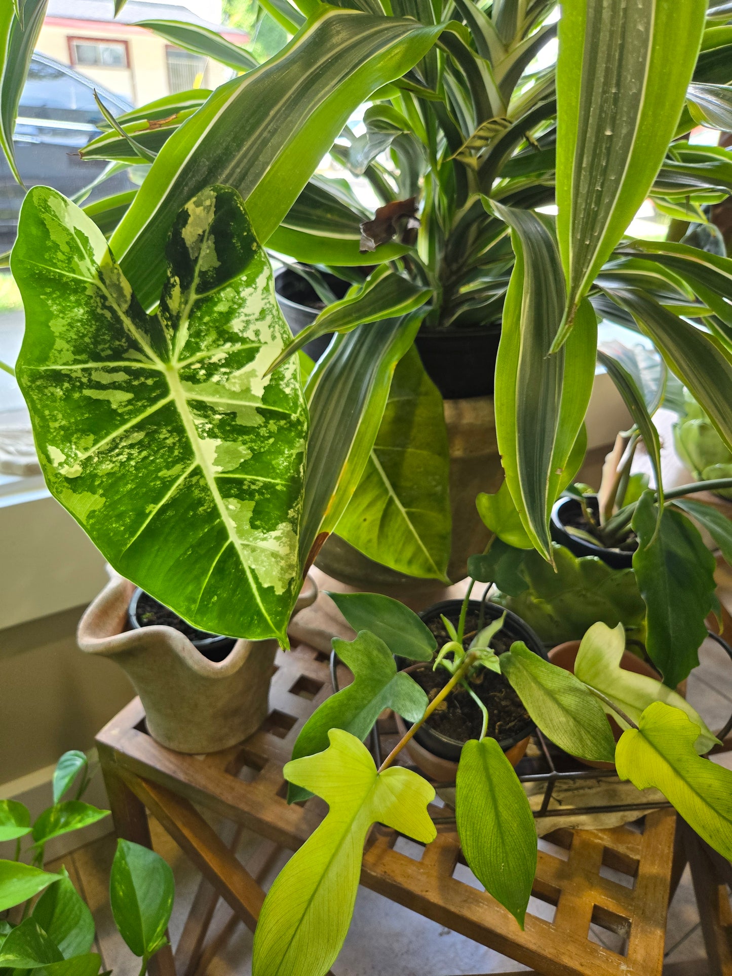 Everything Plants