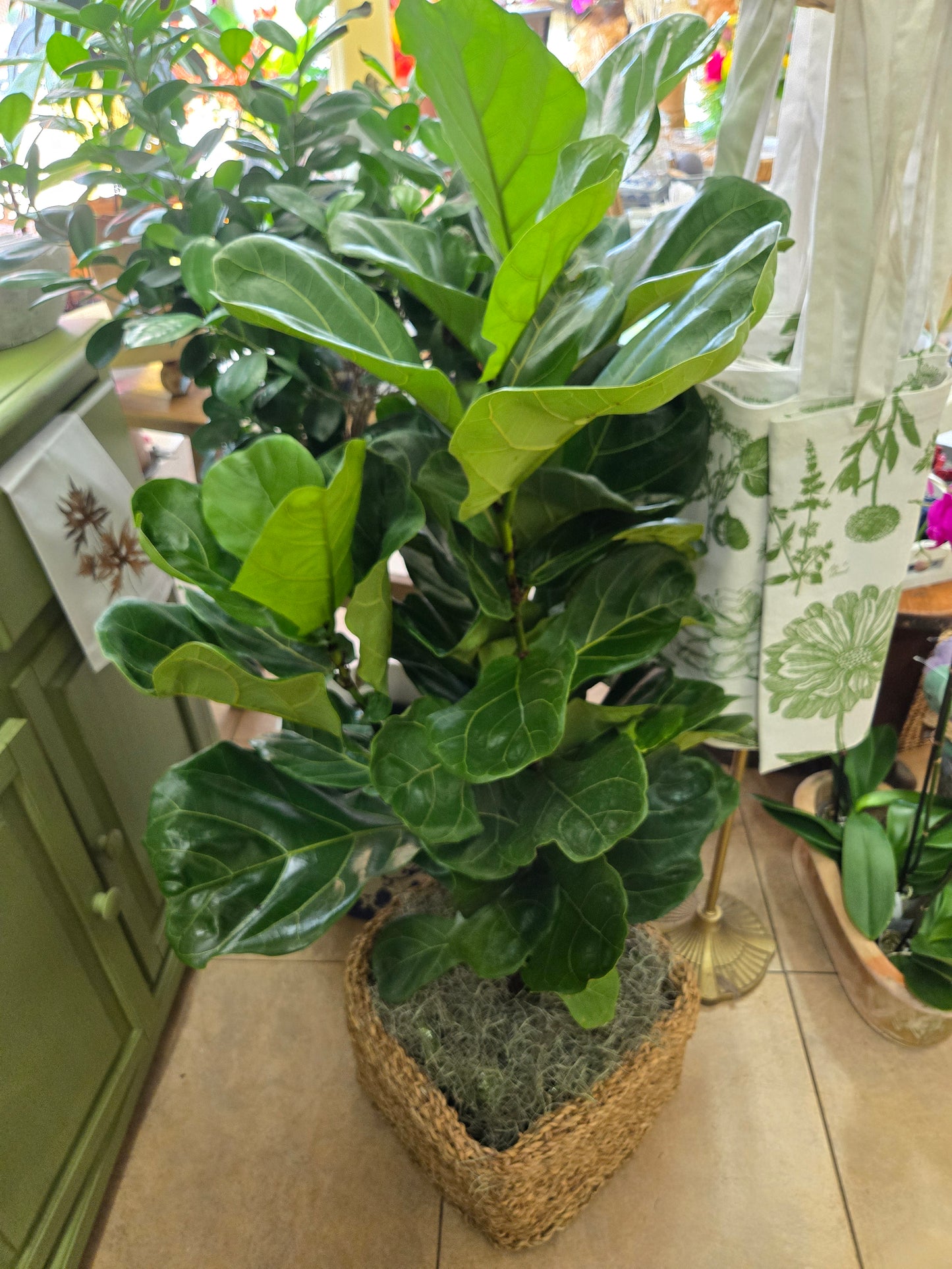 Everything Plants