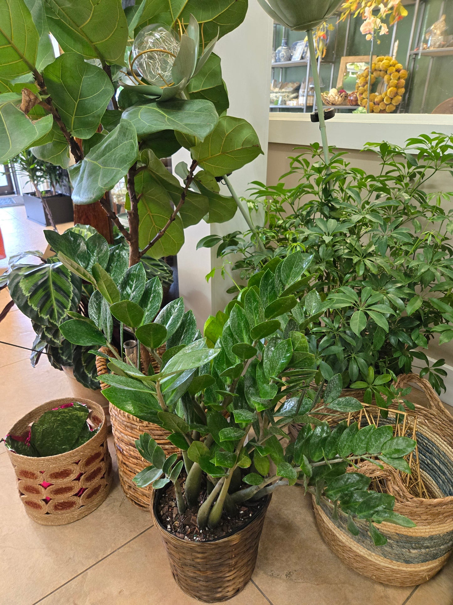 Everything Plants