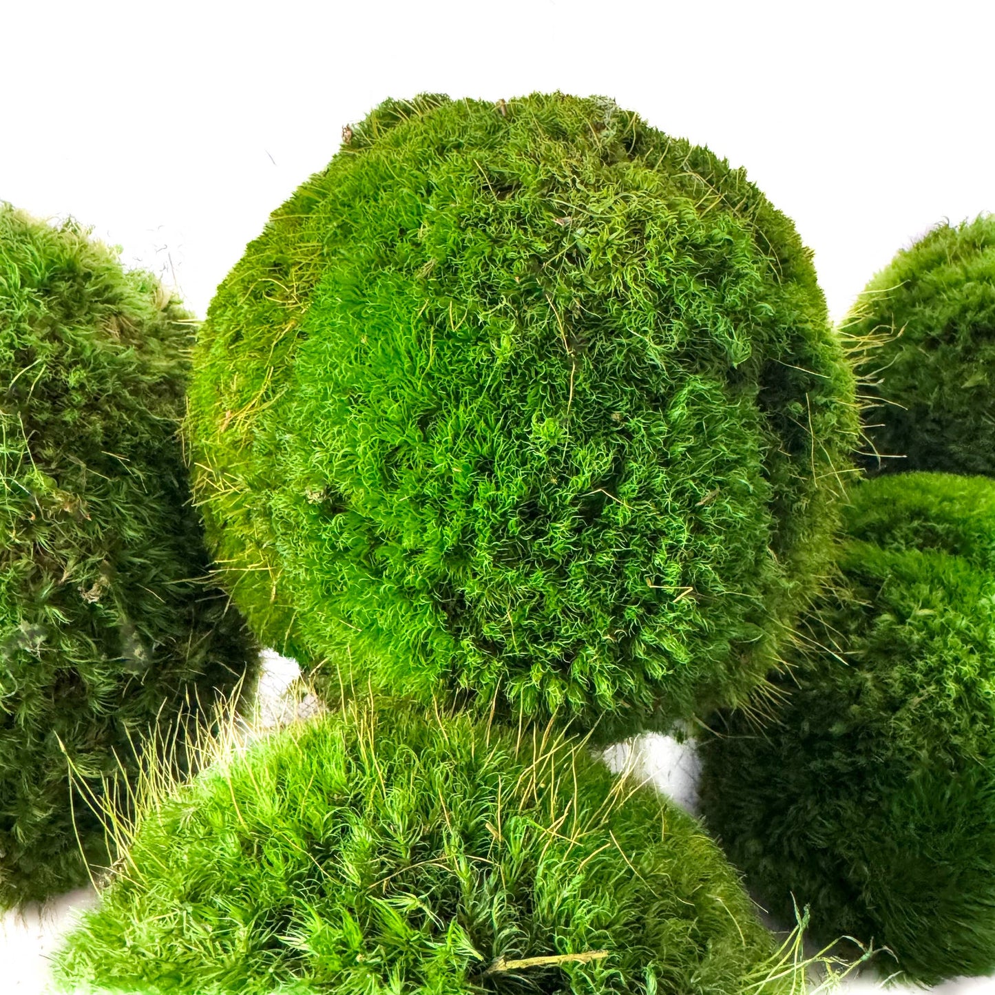 Preserved Moss Ball Set – 12pc Assortment | Display-Ready