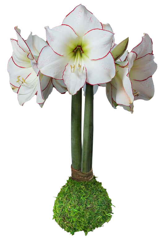 IN STOCK!!  Picasso With Moss Base 32+ 18 Bulbs/Case