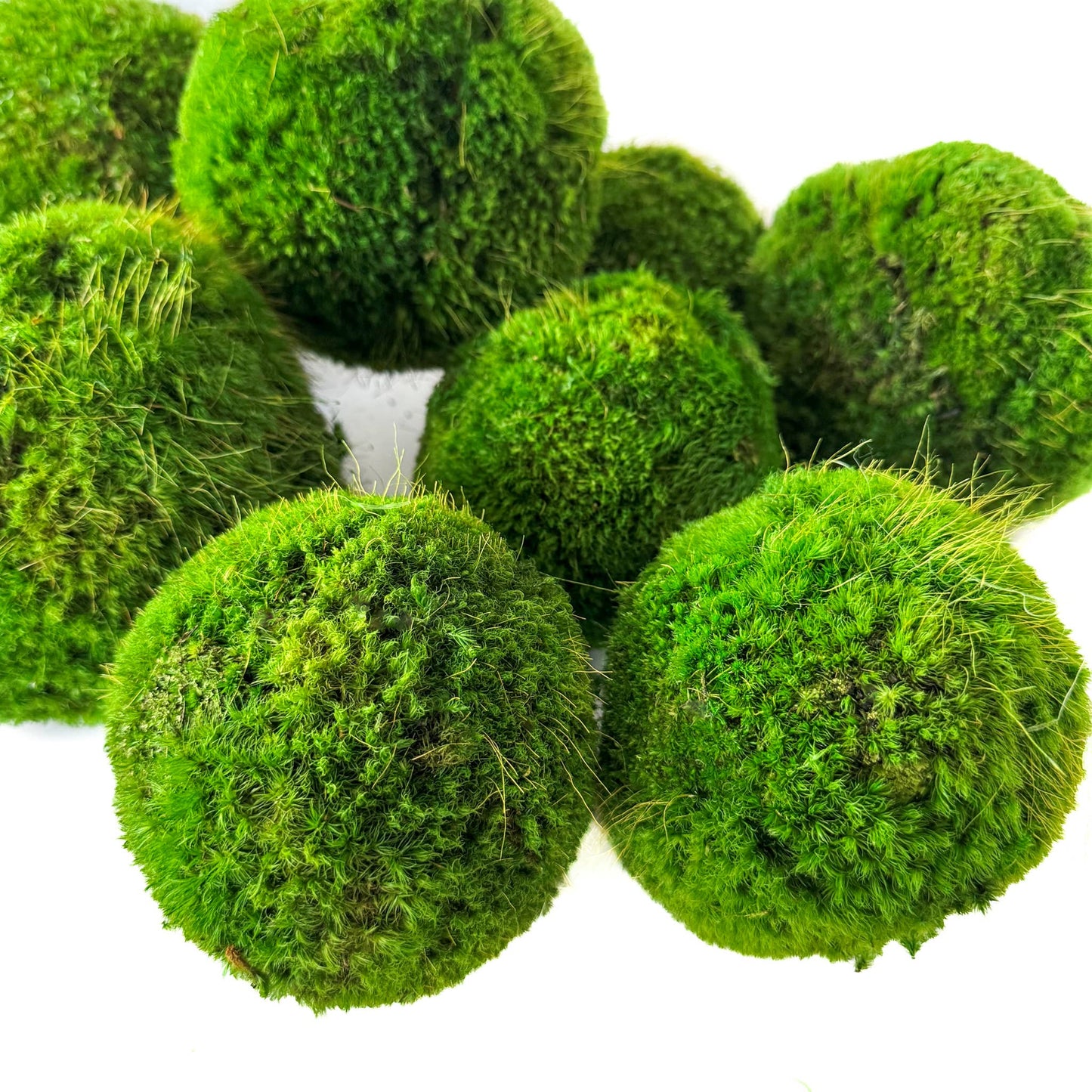 Preserved Moss Ball Set – 12pc Assortment | Display-Ready