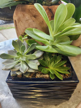 Load image into Gallery viewer, Mother&#39;s Day Succulent Garden w/Mini Orchid