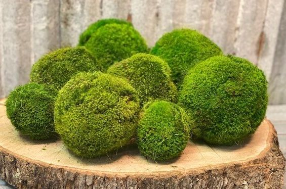 Preserved Moss Ball Set – 12pc Assortment | Display-Ready