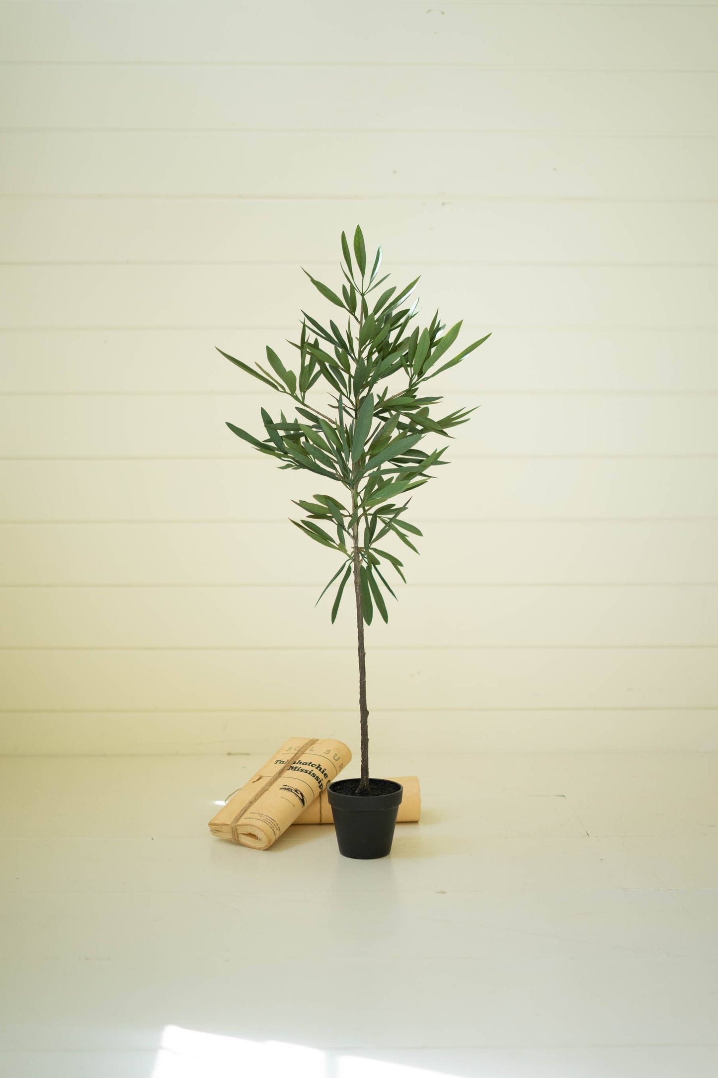 EUCALYPTUS TREE IN A BLACK POT