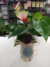 Load image into Gallery viewer, Single Plant Basket 8&quot; or Blooming Plant