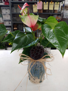 Single Plant Basket 8" or Blooming Plant