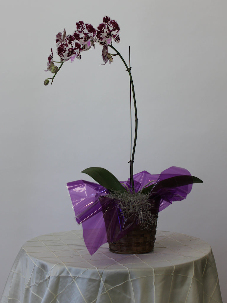 Single Orchid Basket