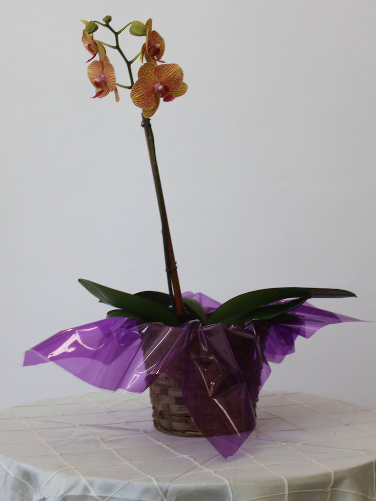 Single Orchid