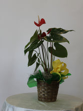 Load image into Gallery viewer, Single Plant Basket 8&quot; or Blooming Plant