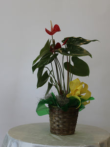 Single Plant Basket 8" or Blooming Plant