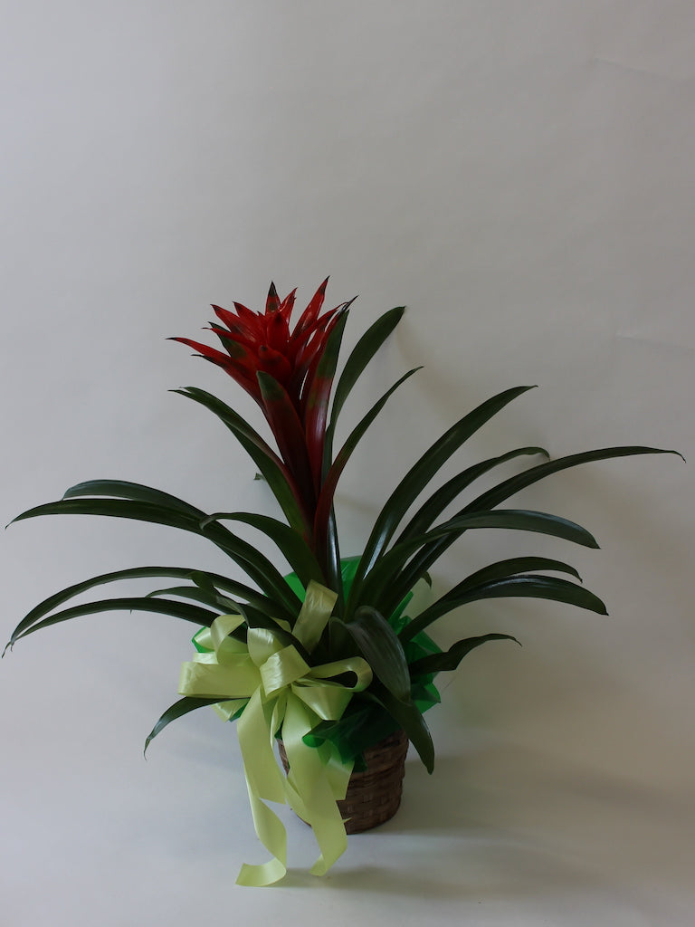 Single Plant Basket 8" or Blooming Plant