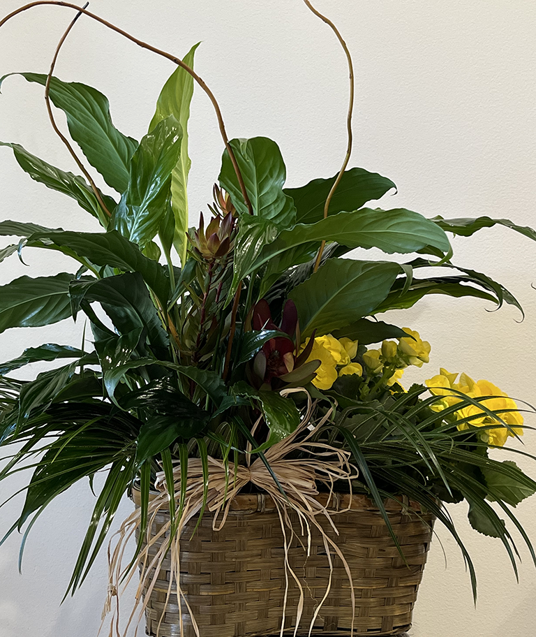 Double Plant Basket