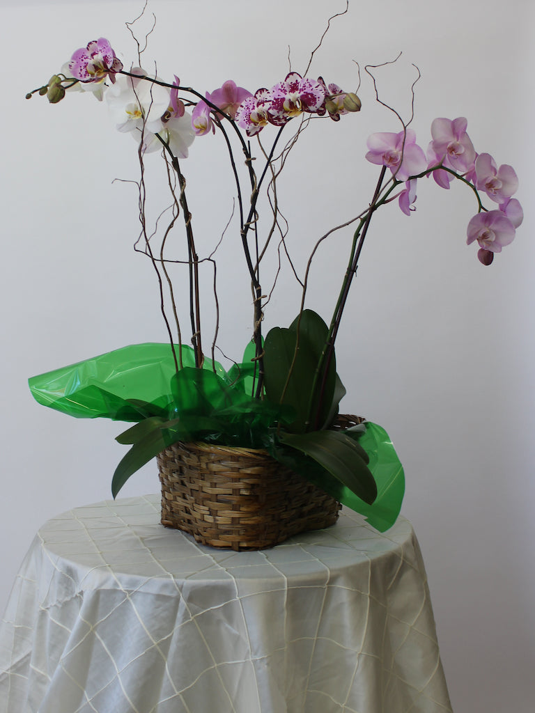 Triple Orchid Basket